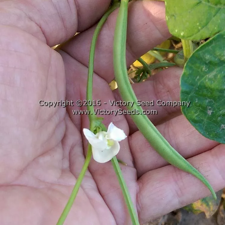 Spartan Snap Half Runner Bean