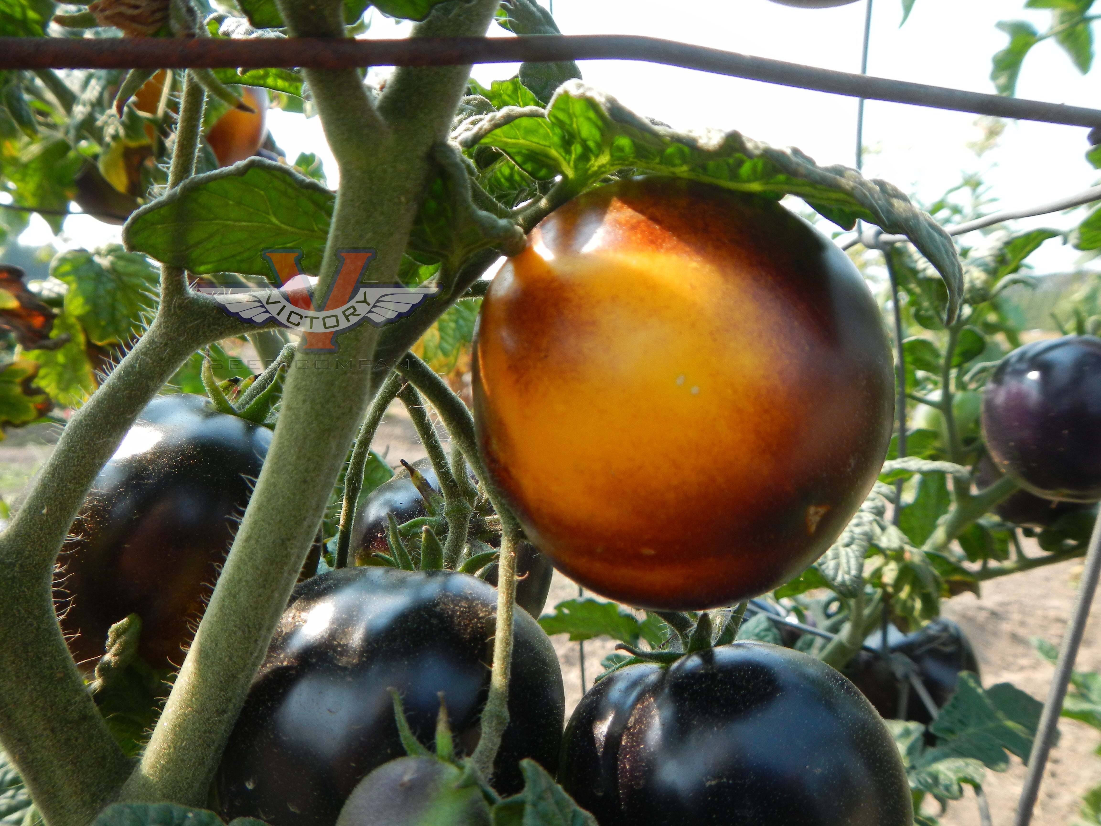 Gondwana Moon Tomato