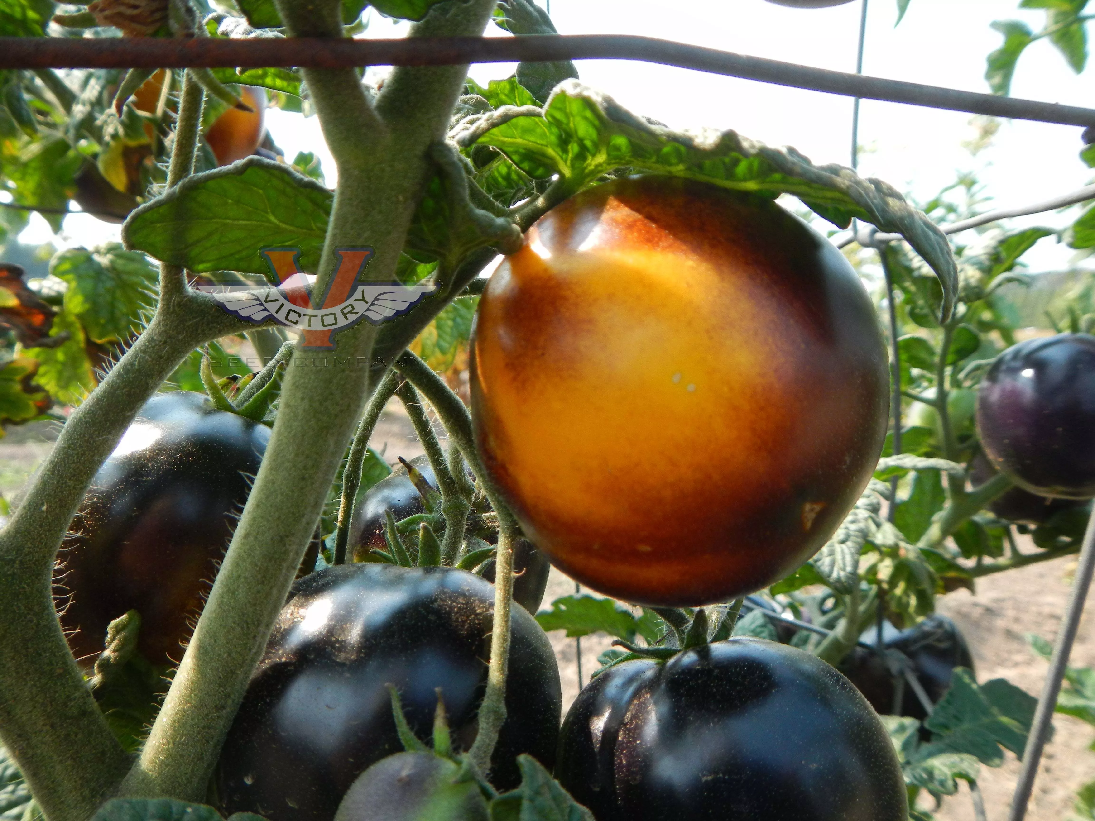 Gondwana Moon Tomato