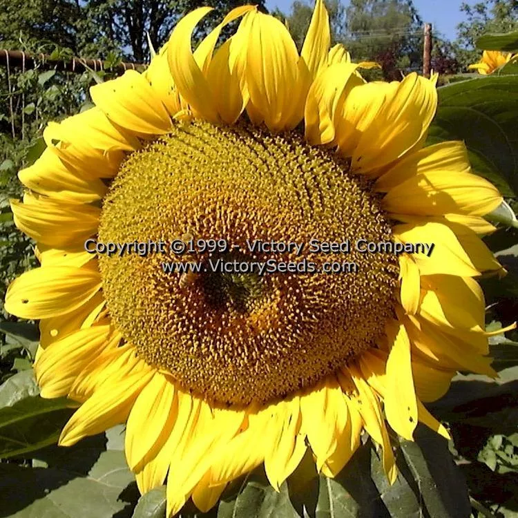 Sunflower, Giant Greystripe