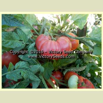 Burpee's Dwarf Giant Tomato
