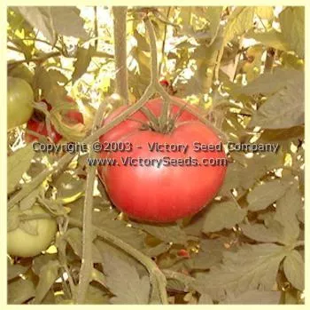 Tidwell German Tomato