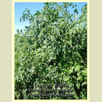 Chalk's Early Jewel Tomato
