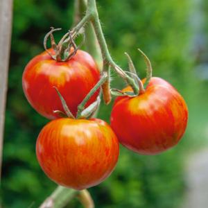 Tigerella Tomato