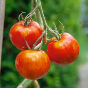 Tigerella Tomato
