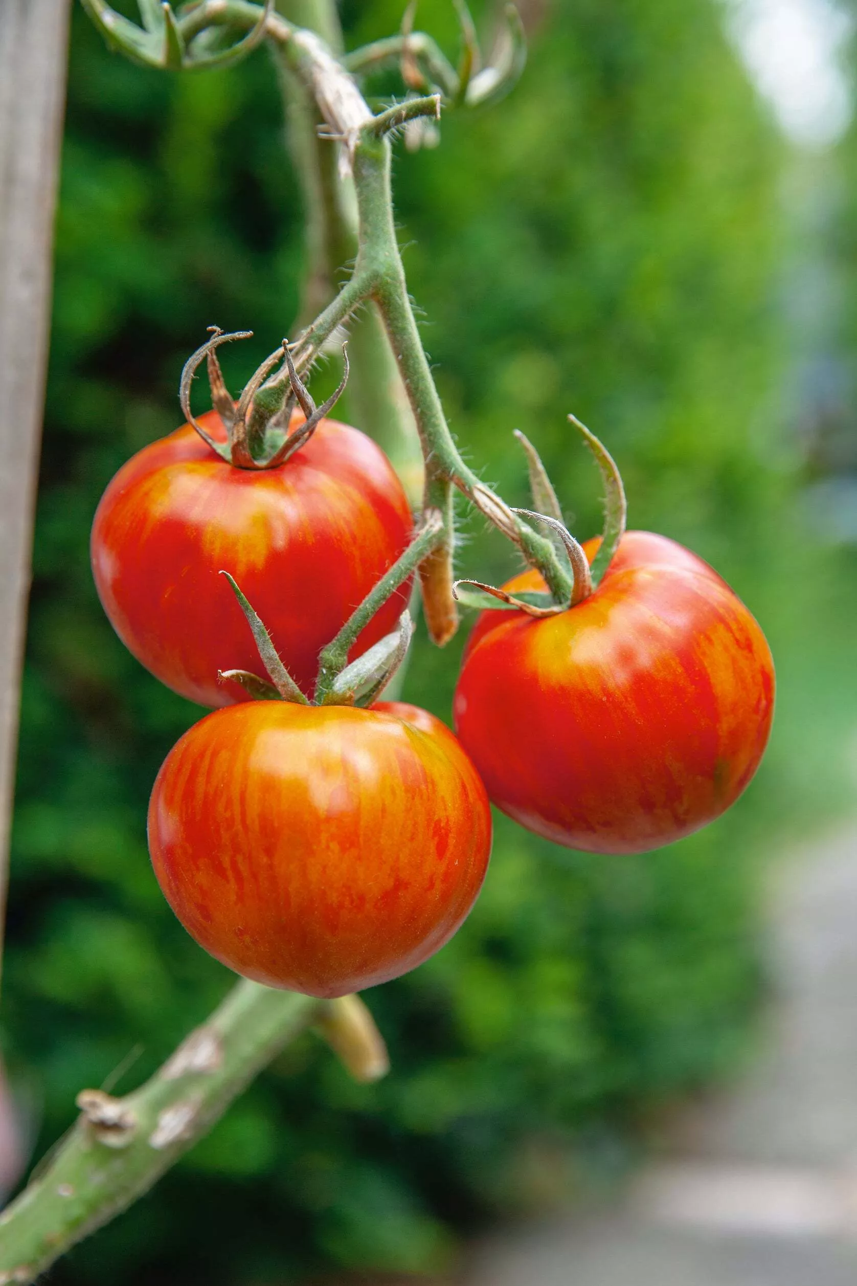 Tigerella Tomato