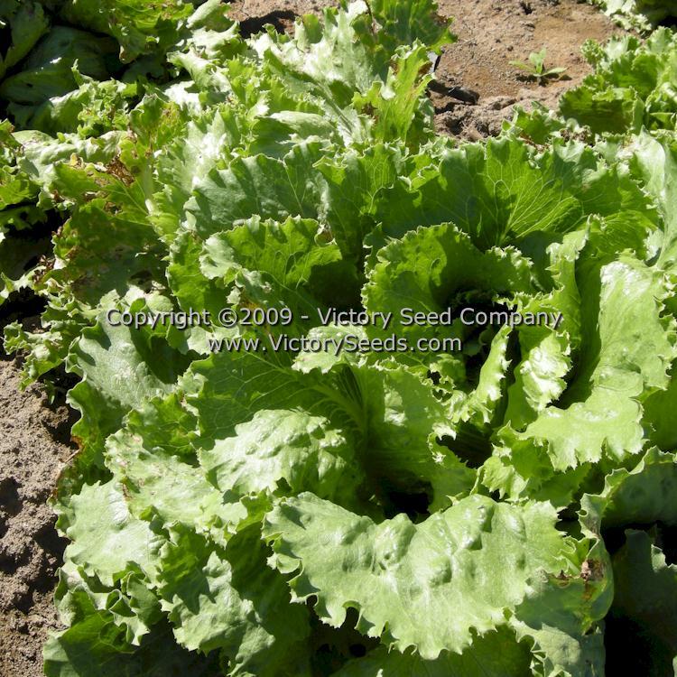 Great Lakes 659 Head Lettuce