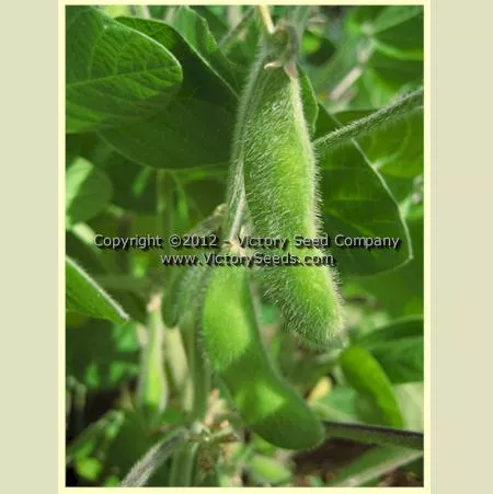 Ozzie Soybean