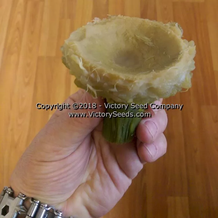 Imperial Star Artichoke