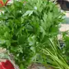 Plain or Common Parsley