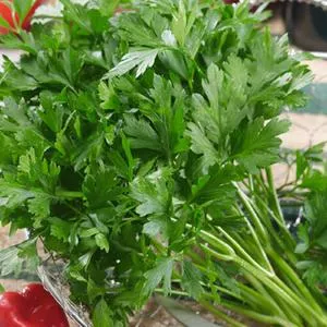 Plain or Common Parsley