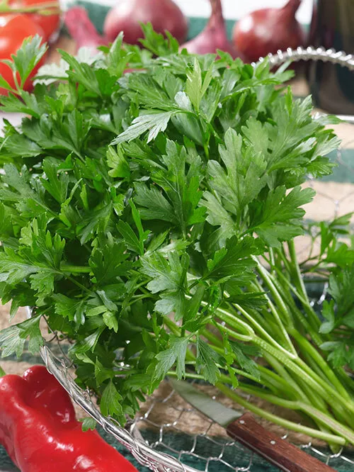 Plain or Common Parsley