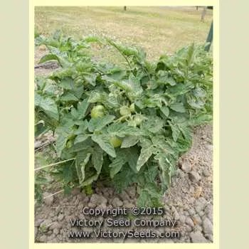 Kangaroo Paw Brown Tomato