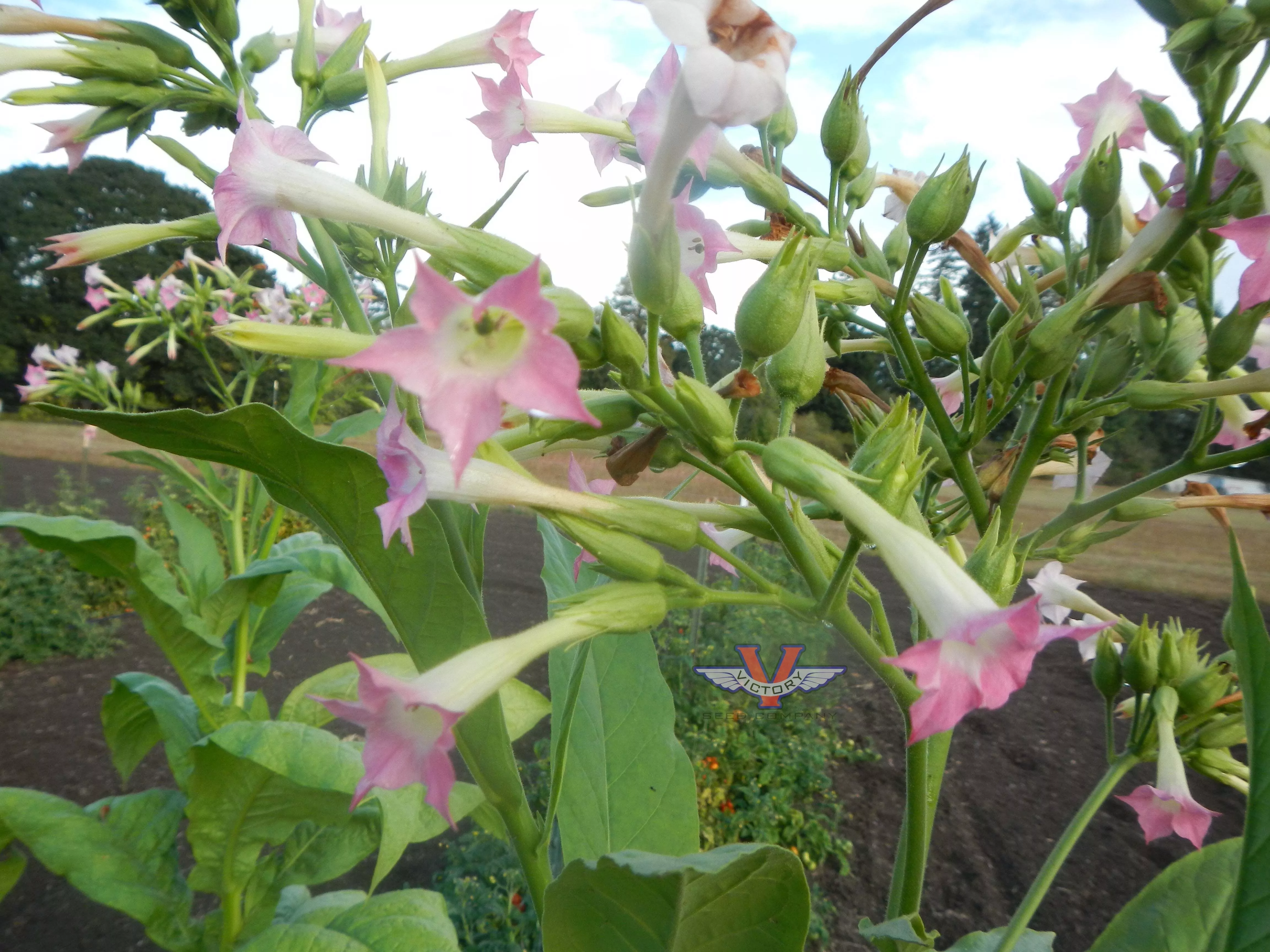 Jamaica Tobacco