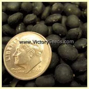 Hei Pi Qing Rang Soybean