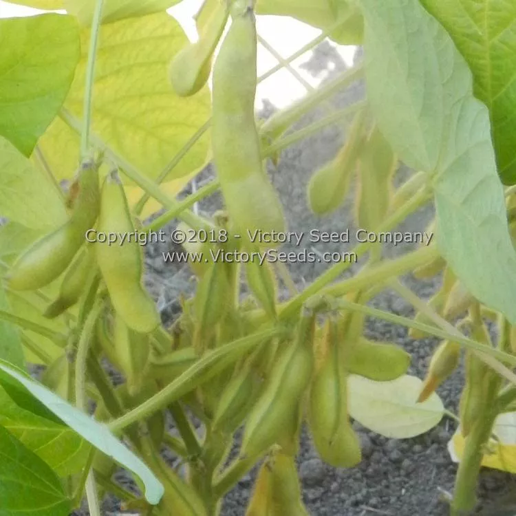 Black Pearl Soybean