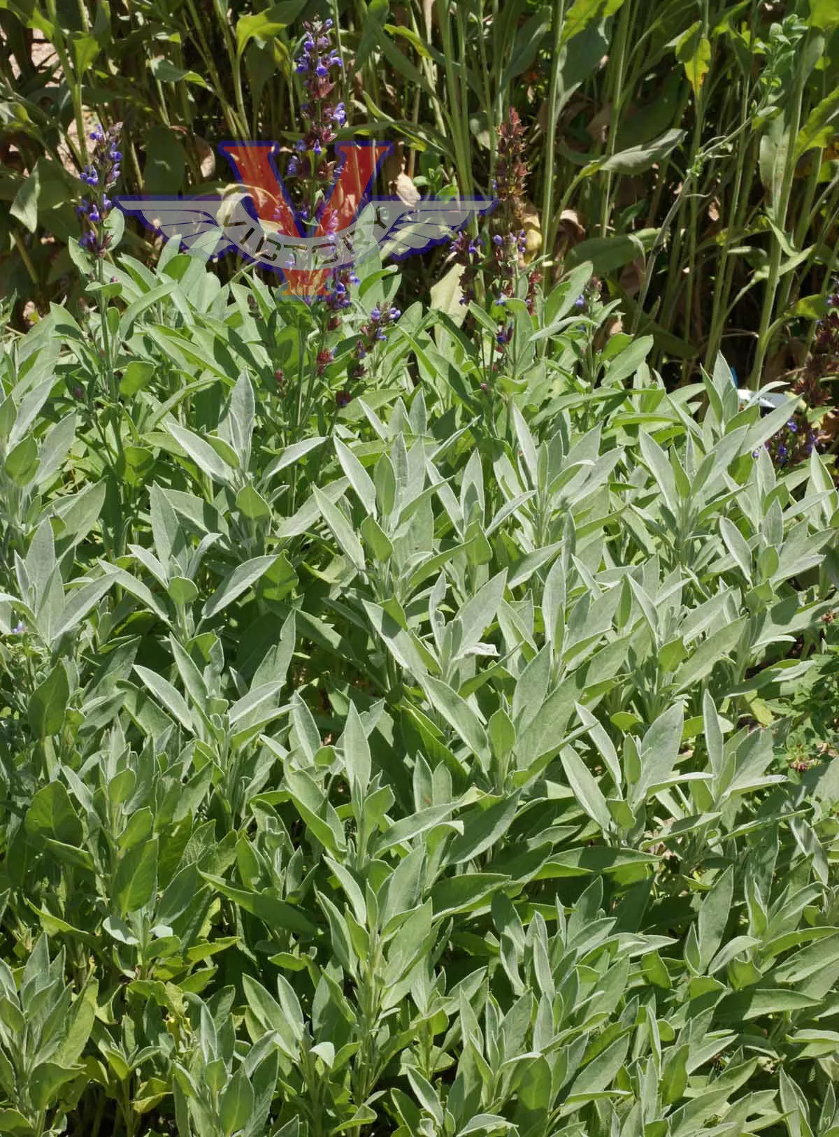 Sage (aka Common or Garden Sage)