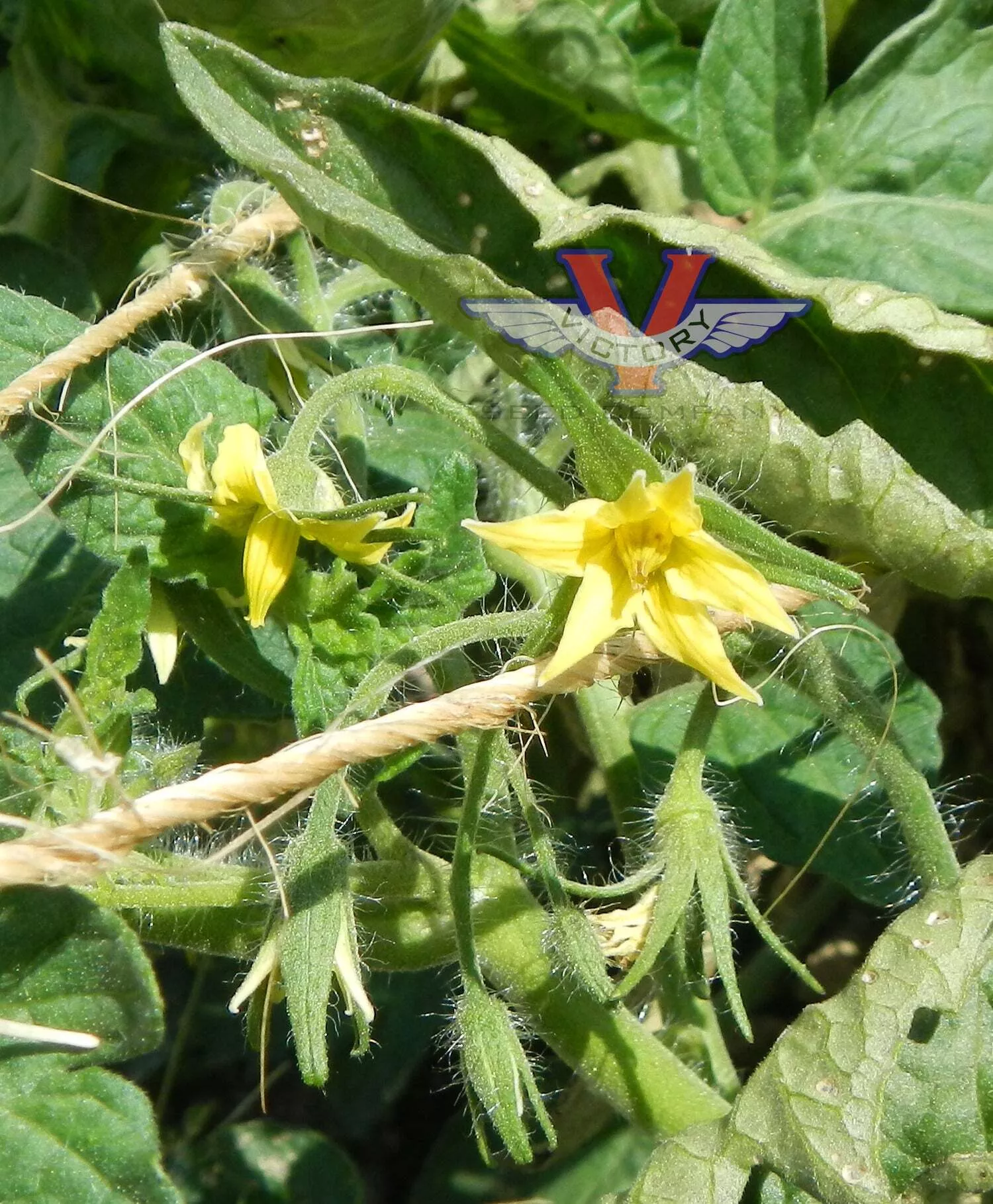 Dwarf Audrey's Love Tomato