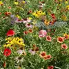 Midwest Wildflower Mix