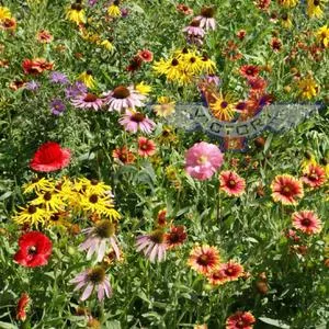 Midwest Wildflower Mix