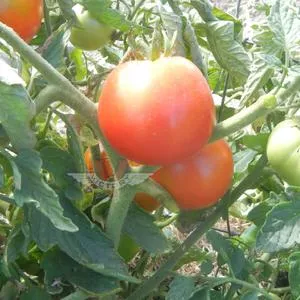 Cavalier Tomato