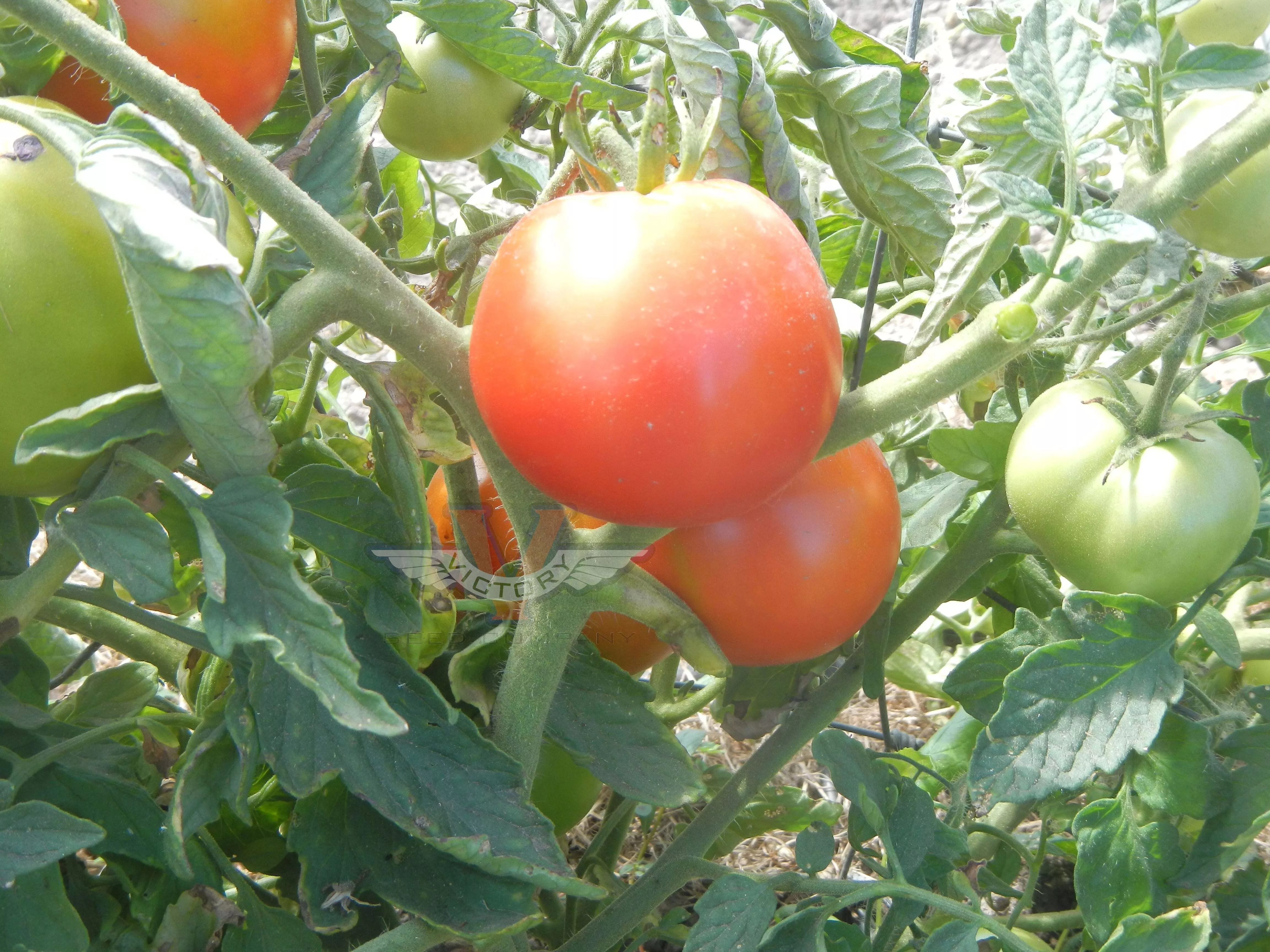 Cavalier Tomato