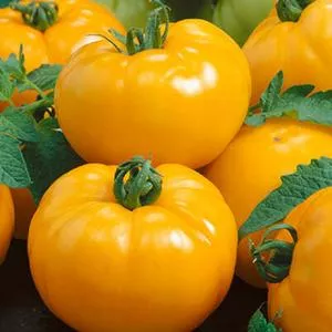Azoychka Tomato