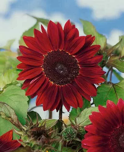 Chocolate Cherry Sunflower