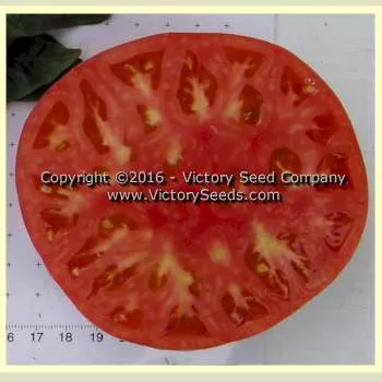 Dot's Delight Tomato