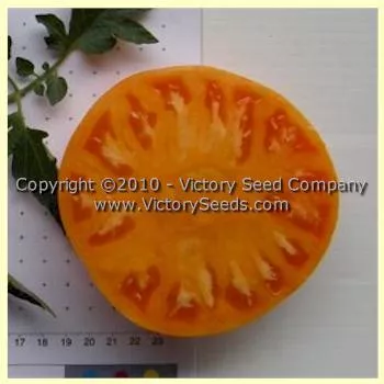 Orange Minsk Tomato