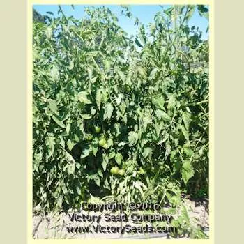 Gill's Red Heart Tomato