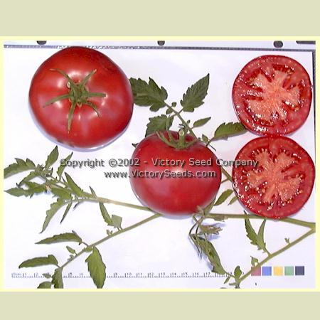 Livingston's Globe Tomato