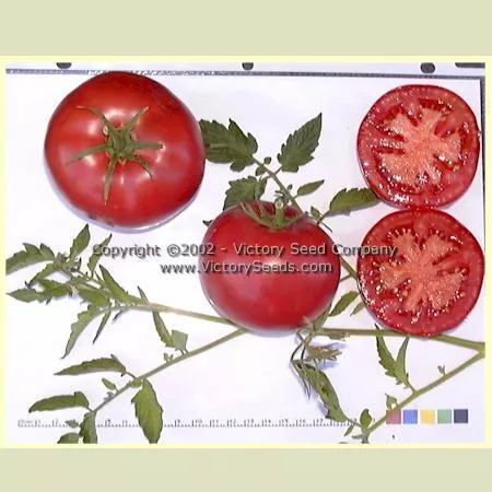 Livingston's Globe Tomato