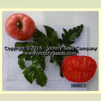 Rosella Crimson Tomato