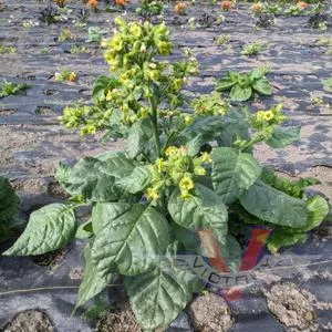 Punche Tobacco