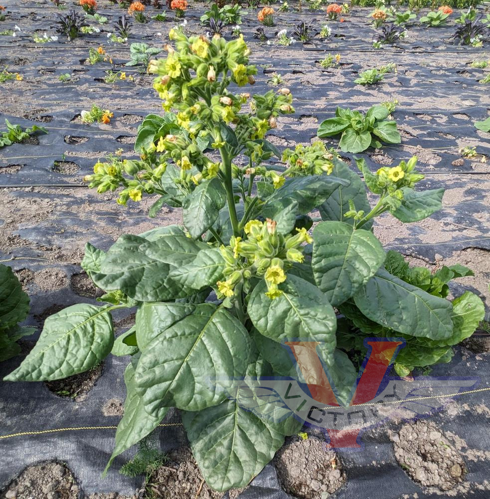 Punche Tobacco