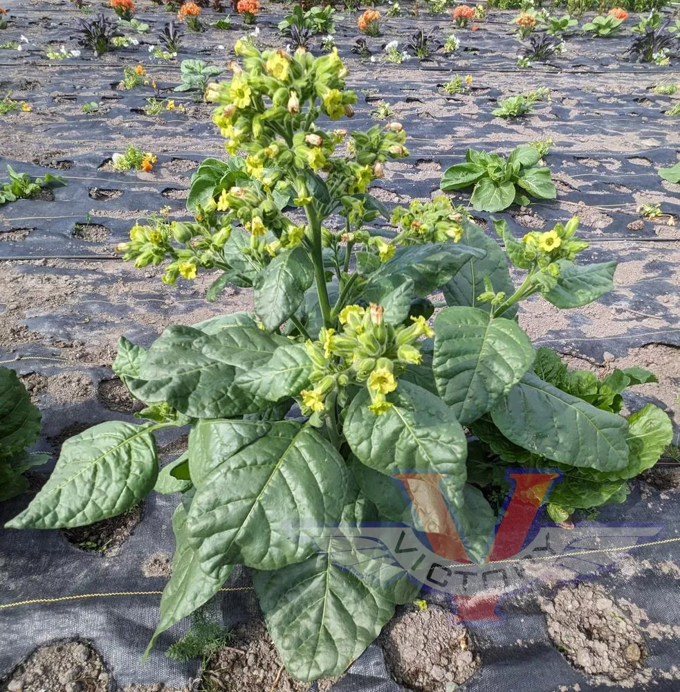 Punche Tobacco