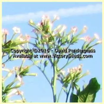 Brownleaf Tobacco