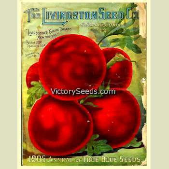 Livingston's Globe Tomato