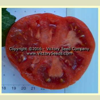Dwarf Crimson Sockeye Tomato
