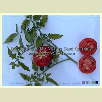 Livingston's Honor Bright Tomato