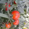 Velvet Red Tomato