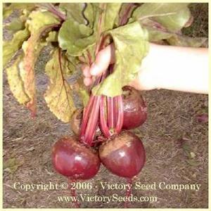 Boltardy Beet