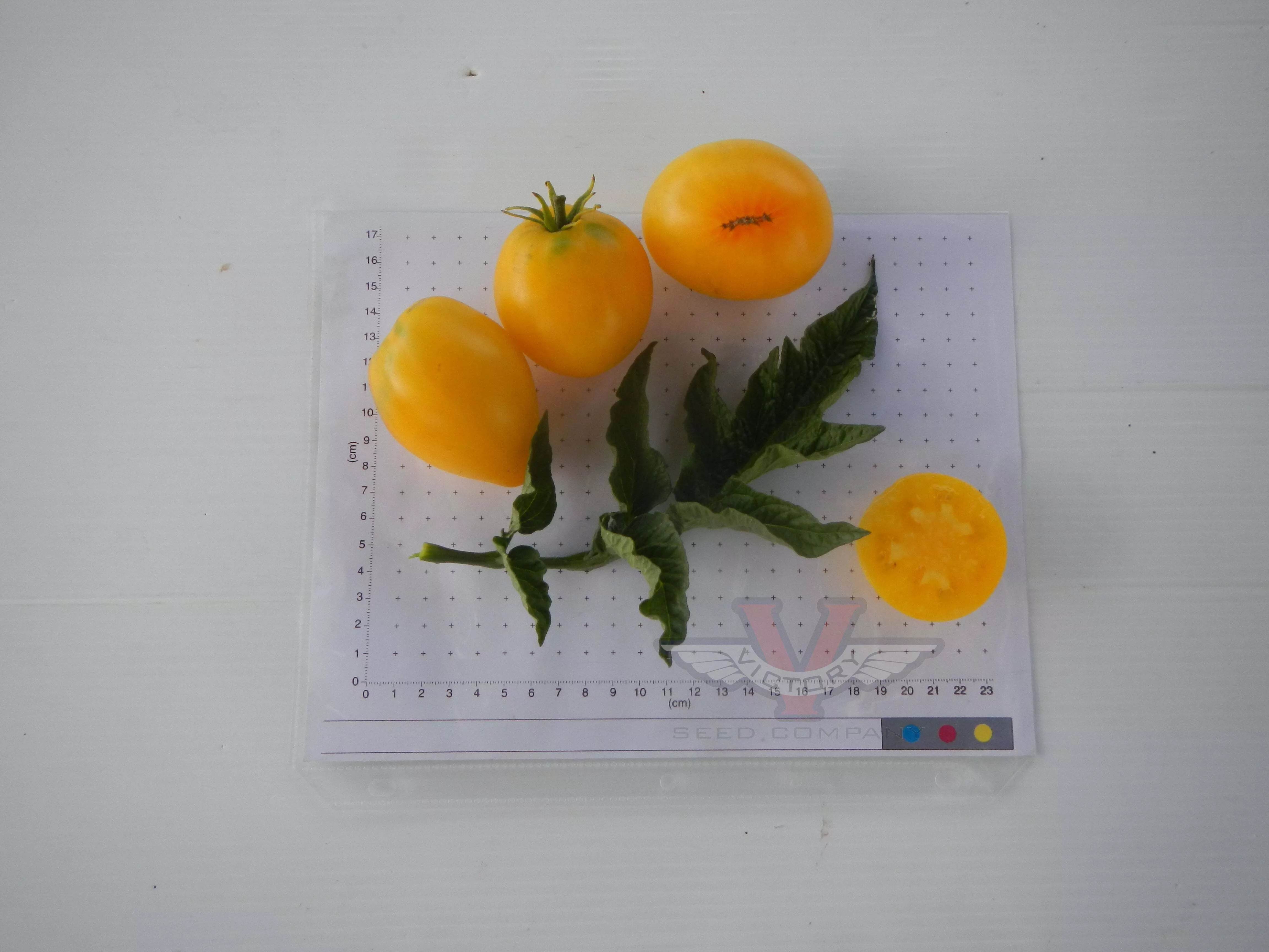 Dwarf Beastly Yellow Heart Tomato