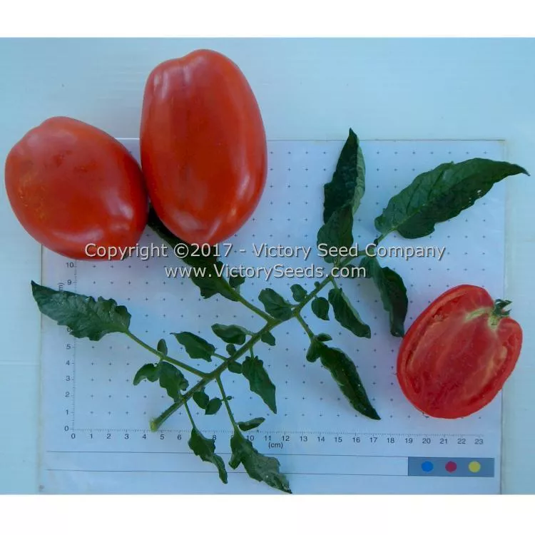 Oregon Star Tomato