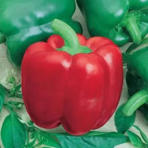 California Wonder (Bell) Pepper