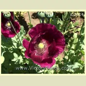 Poppy, Lauren's Grape
