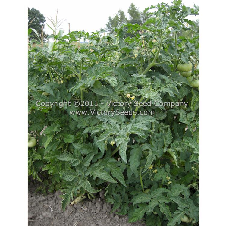 New Big Dwarf Tomato
