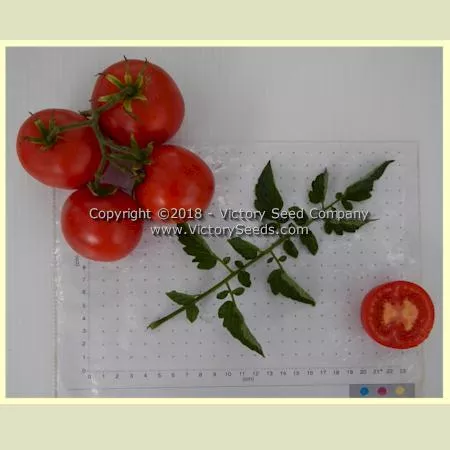 Basrawya Tomato
