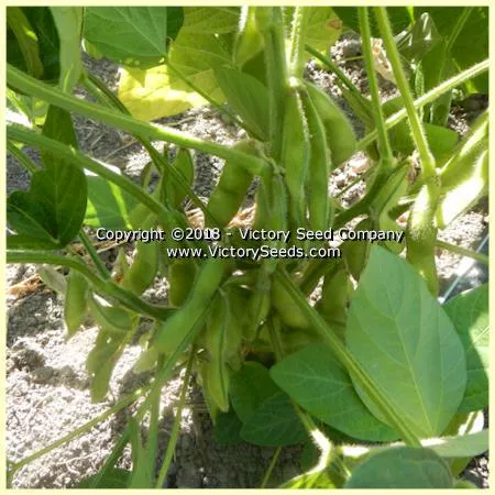 Karikachi 3 Soybean